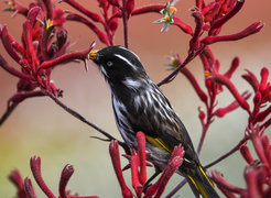 A New Holland honeyeater (Phylidonyris novaehollandiae), an Australian nectar-specialist songbird.