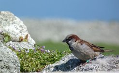 Male house sparrow: any offspring of his produced at an older age will also produce fewer young.