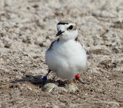Female snowy plover: the breeding grounds of this wading bird are threatened by the progressive development of the coasts and the popularity of sandy beaches.