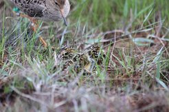 Ruffs with chicks. On extensively mown meadows, clutches are often destroyed.