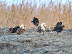 Male ruffs in the courtship display. The birds with the light-coloured ruffs are so-called satellites. Ruffs have a very individual plumage. After mating, only the females take care of eggs and young.