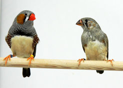 An adult zebra finch (male) with a juvenile male.