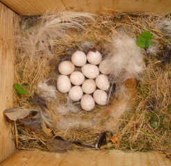 Nest from blue tits with eggs (Cyanistes caeruleus).