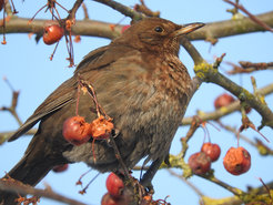 Some of the blackbirds living in Central Europe journey southwards in the autumn. New research shows that migrating bird species that winter in the south they are more likely to survive the cold season than than their conspecifics that remain in central Europe.