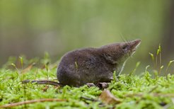 Life on the fast track: the energy requirement of a shrew is so high that it will starve if it does not find any food for two to three hours.