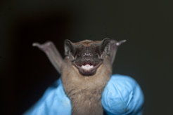 The mastiff bat originates from from Central and South America. The animals possess an effective immune system which protects them from infections.