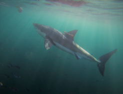 Great White Shark with a camera attached to the dorsal fin. The researchers lured the animal with a bait (top left).