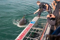 Scientists attach a camera to the dorsal fin of a white shark. The cameras with a built-in GPS sensor detach again after a few days and can then be collected by the researchers.