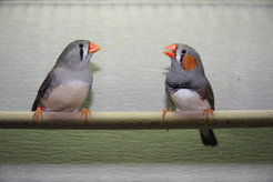 Environmental factors considerably determine song characteristics of adult zebra finches.