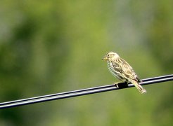 A male rock sparrow: his song reveals a lot about his qualities as a potential mate, so females will be listening carefully to his performance. A team of researchers from the Max Planck Institute for Ornithology in Seewiesen and the University of Copenhagen have discovered that the tempo, the pitch, and the amplitude of song reflect male reproductive success.