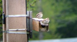 Hopefully, these two have no problems with infidelity: a rock sparrow couple enjoying their nestbox home. Researchers have now found out that males whose female companion plays away from home sing louder: probably in a desperate attempt to tighten the pair bond to the unfaithful partner with particularly impressive sound volume.