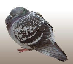 A pigeon having a little nap.
