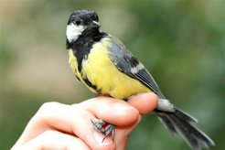 For wild birds, spring does not always start at the same time. Scientists from the Max Planck Institute for Ornithology and colleagues have discovered that day length affects gene activity differentially in the brain of great tit populations from central and North Europe.