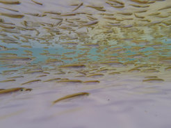 Research into collective behaviour is the focus of the new Max Planck Institute Animal Behavior. Among other things, the scientists of the institute are investigating the swarm behaviour of these sunbleaks in large water basins in the laboratory.