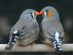 Love birds: when zebra finches pair off with mates of their own choosing, they don't lay more eggs - but the eggs are more likely to be fertilized.