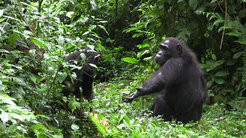 In chimps a single gesture can have different meanings depending on the context. In this case, the outstretched arm of the mother means: "Come to me!"