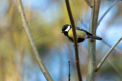 In great tits the metabolism effects their risk behaviour.