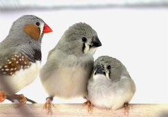 Urban traffic noise causes song learning deficits in young zebra finches that also suffer from a suppressed immune function due to the chronic stress