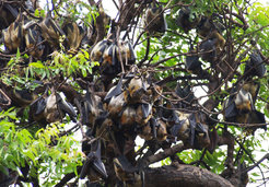 Colony of straw-coloured fruit bats (Eidolon helvum) roosting in Accra, Ghana.