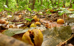 Figs (Ficus sp.) and seedlings dispersed by straw-coloured fruit bats in a tropical forest in Ghana, West Africa.