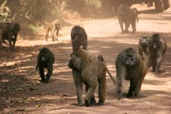 No squabbling on holidays: baboons make democratic decisions about their travel routes.