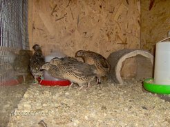 In fights between rivalling male quails, the presence of an audience directly influences the future success of the animals involved in the fight.
