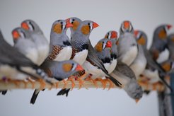 Singing siblings: zebra finches that grew up without their dads and therefore without a "song model", don't have to worry about having no singing repertoire. As researchers discovered, the birds can also learn their song through their brothers.