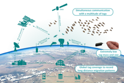 The internet of animals: how the animal observatory system Icarus works
