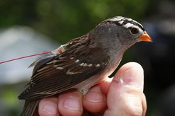 Miniature radio transmitters weighing just a few grams reveal to the researchers where an animal is currently located.
