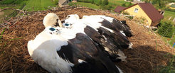 A few week-old young storks in their nest, which were equipped with transmitters. The transmitters, weighing less than 60 grams, record the GPS coordinates and the acceleration of the birds. The latter piece of information tells the researchers whether an animal is flapping its wings or whether it is gliding.