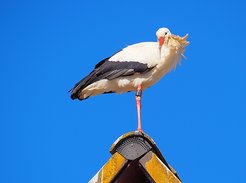 Louis in mid-March on top of an old school building in Pfohren, 30 kilometres from Lake Constance. He and the other birds equipped with transmitters were named by schoolchildren and other youngsters involved in the telemetry project, who travelled to Spain for evaluation of the data.
