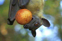 Straw-coloured fruit bats love fruits above everything, for example date palms and mangos – or, as in this case, sugar plums c). However, they do not eat the whole fruit, but press out the juice and spit out the pulp. The nectar of Baobab trees is also on their menu.