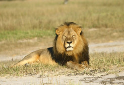 Cecil the Lion, in Hwange Nationalpark, Zimbabwe.