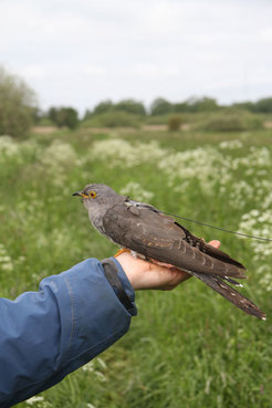 This cuckoo, equipped with a five-gram mini data logger on its back, is transmitting its data every other day to a satellite for ten hours.