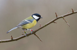 Great Tits have personality: They come as fast- and slow-explorers. Which type is more successful depends on the population density.