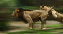 Lions on the hunt.