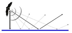 When bats fly towards a smooth surface, the echolocation calls is reflected away from them. Only once they get closer next to the surface, an echo appears and reflects back to the bats.