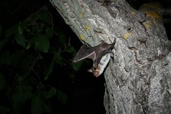 Greater mouse-eared bat taking off.
