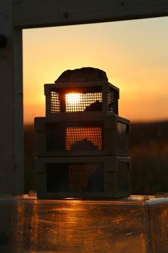 Bats are watching the sunset from their experimental boxes.