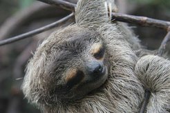 A sleeping sloth