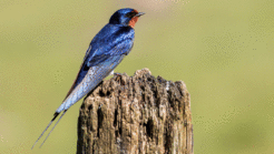 Nowadays a rare visitor: barn swallows have decreased by 70 percent around Lake Constance. The animals suffer above all from the disappearance of smallholder farms and barns where they can build their homes as well as the decline in insects.