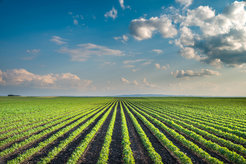 Monocultures characterize the landscape in many places in Germany today. Such areas are intensively fertilized and sprayed with insecticides and pesticides. There are hardly any wild plants and animals left here.