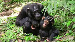 Mother chimp with her infant. Chimpanzees engage in more time-consuming communicative negotiations.