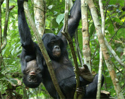 Bonobo mother and infant. Bonobos anticipate signals from their peers before they have been fully articulated.