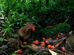 Agouti with a palm fruit in the tropical forests of Panama.