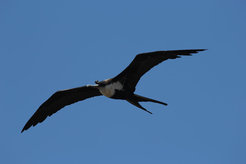 Frigatebirds reaches a wingspan of over two meters. They are excellent gliders and can cover several hundred kilometers a day.