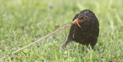 Blackbirds also find an abundant food supply in the city.