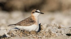 Kittlitz’s plover (Charadrius pecuarius) is native to Madagascar, amongst other places. It prefers open grasslands or riverbanks as habitats. The birds, which are about 15 centimetres tall, breed in loose colonies on the ground.