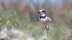 The Madagascan plover (Charadrius thoracicus) is exclusively native to Madagascar. It also prefers open grasslands as a habitat.