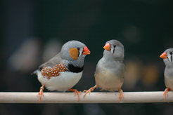 The sex chromosome Z of male zebra finches comes in two variants. Males who possess a copy of these variant each have particular reproductive success.